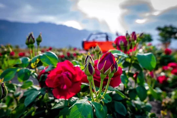 520, someone is turning against him, Huanyu is waiting for you to flop the card